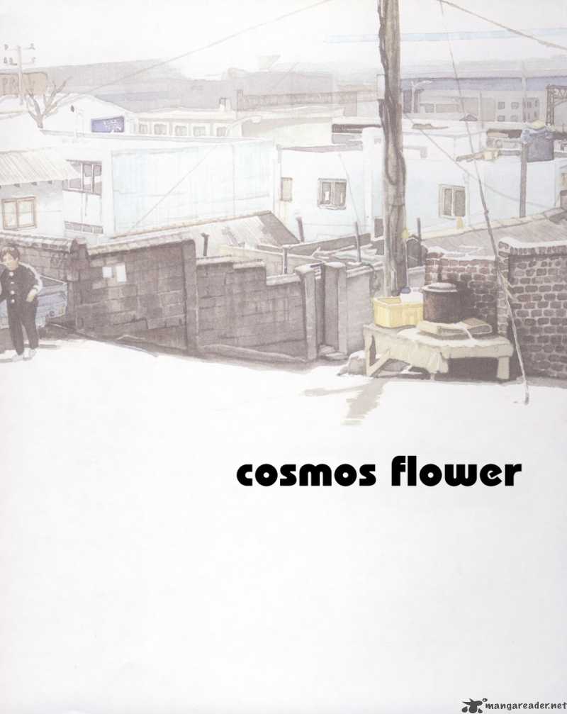 Cosmos Flower 1 11