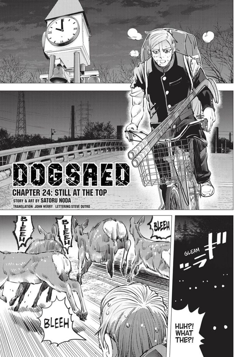 Dogsred 24 1
