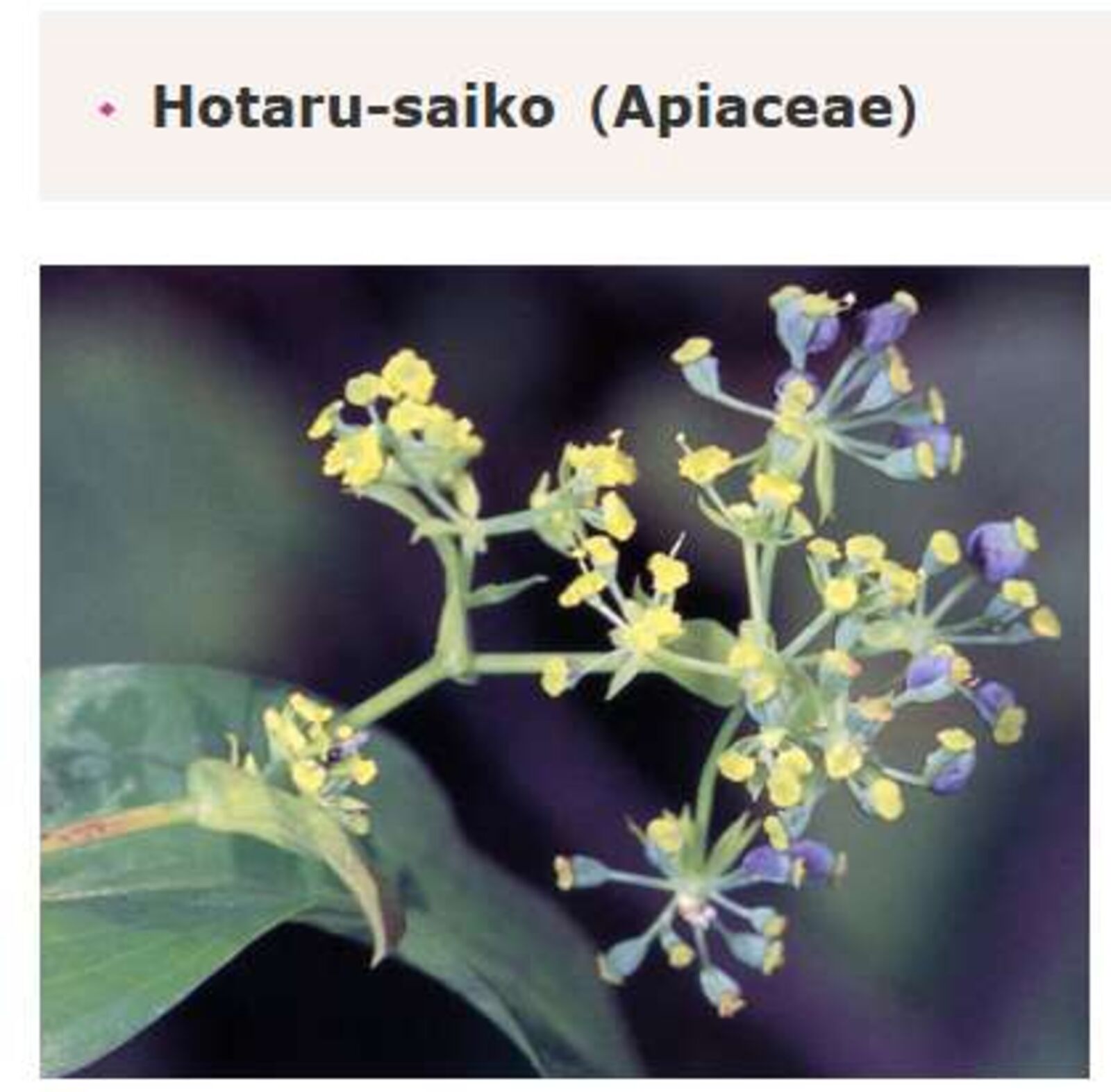 Akuyaku No Goreisoku No Dounika Shitai Nichijou 50 15