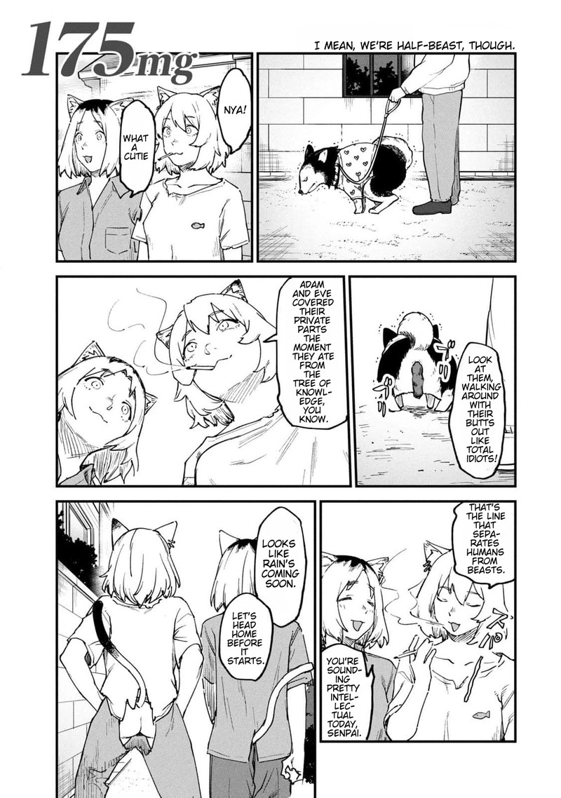 Yani Neko 175 1