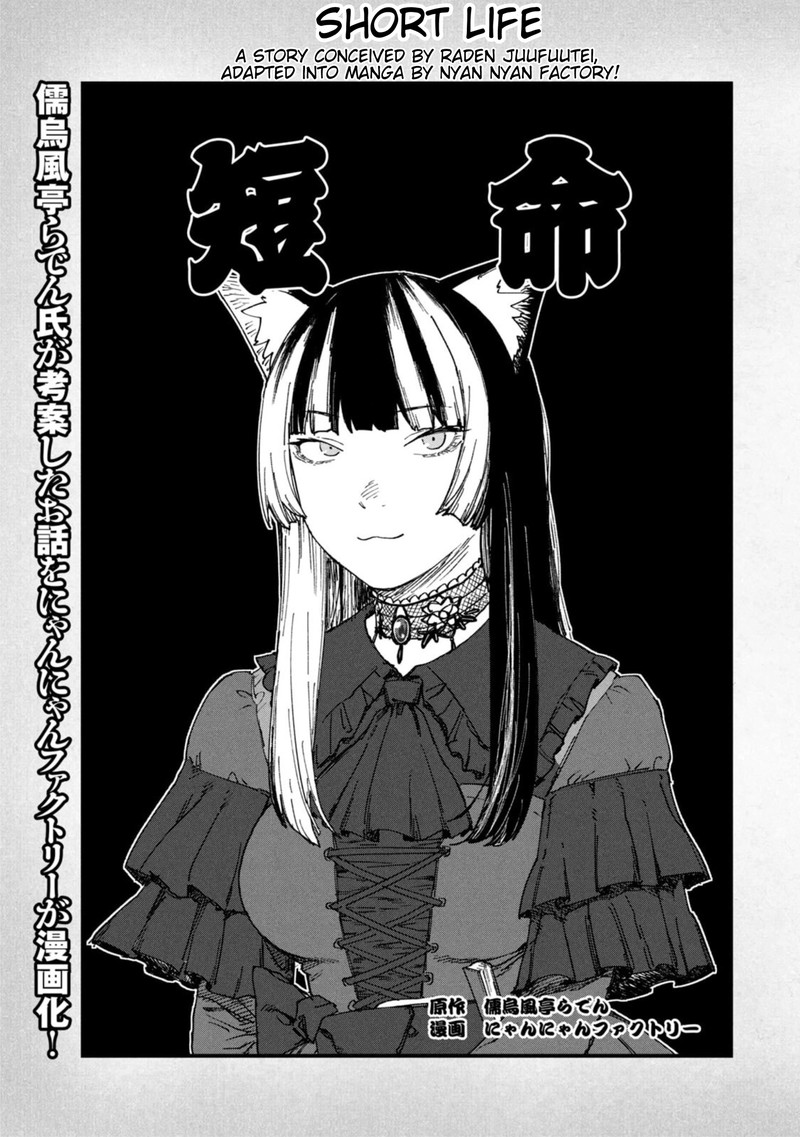 Yani Neko 218a 2